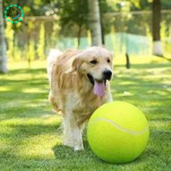 balle-de-tennis-chien-amusante