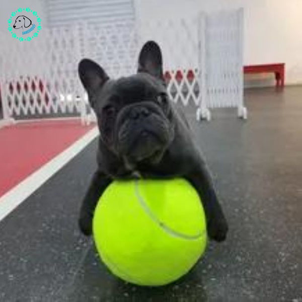 balle-de-tennis-chien-grand