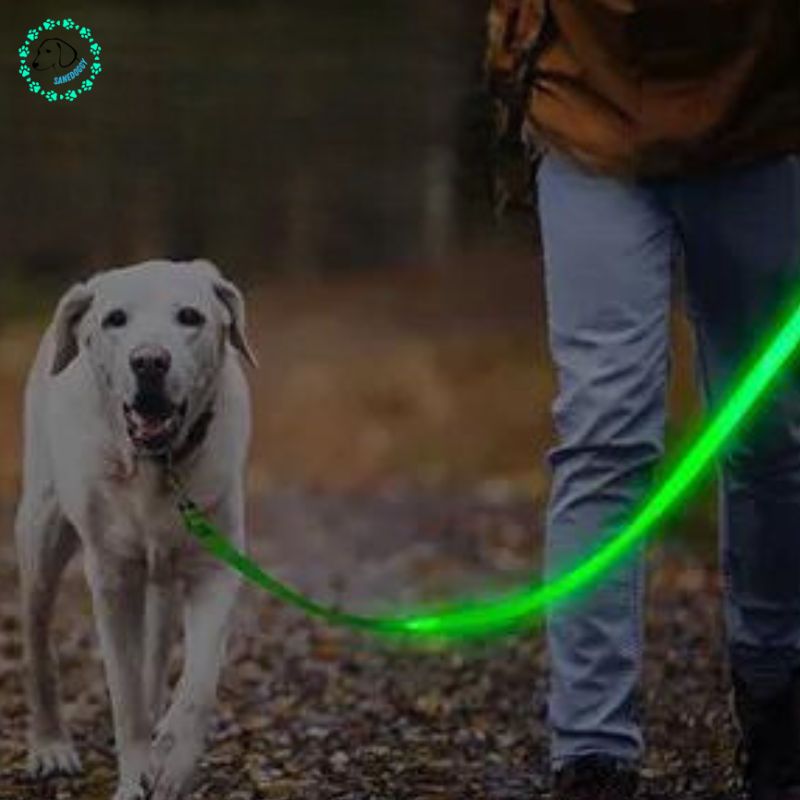 Laisse pour chien | Ledy™ - SaneDoggy