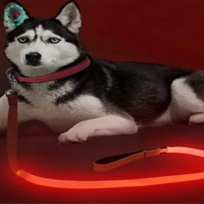 Laisse pour chien | Ledy™ - SaneDoggy