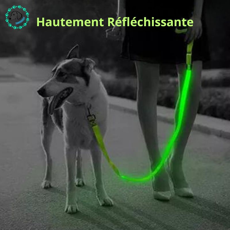 Laisse pour chien | Ledy™ - SaneDoggy