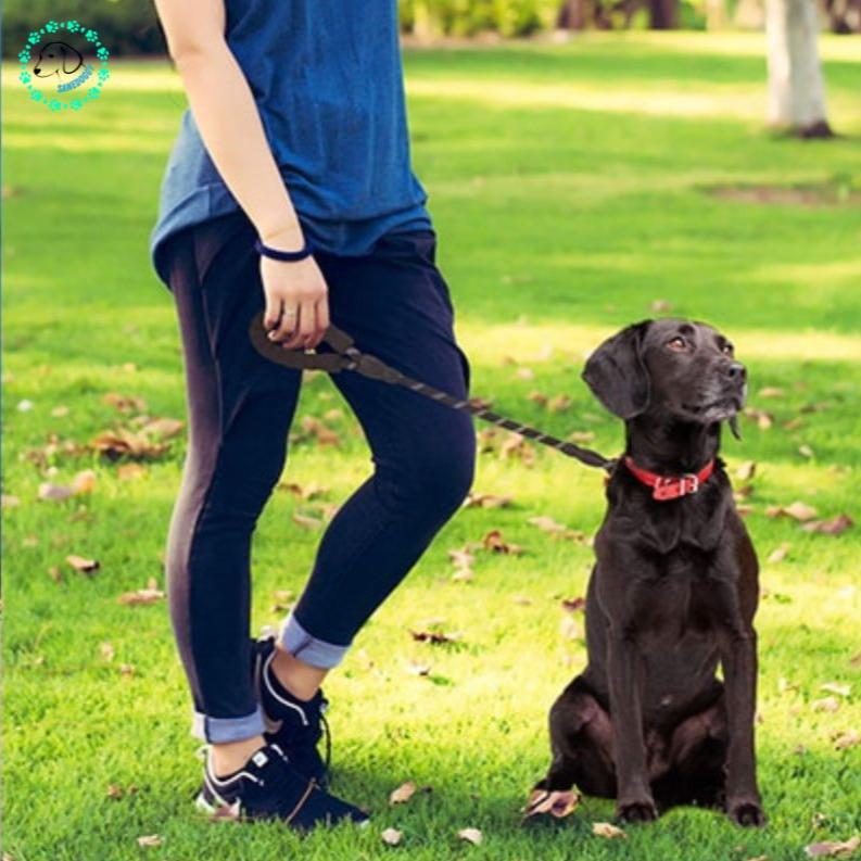 Laisse pour chien - Laissy™ - SaneDoggy