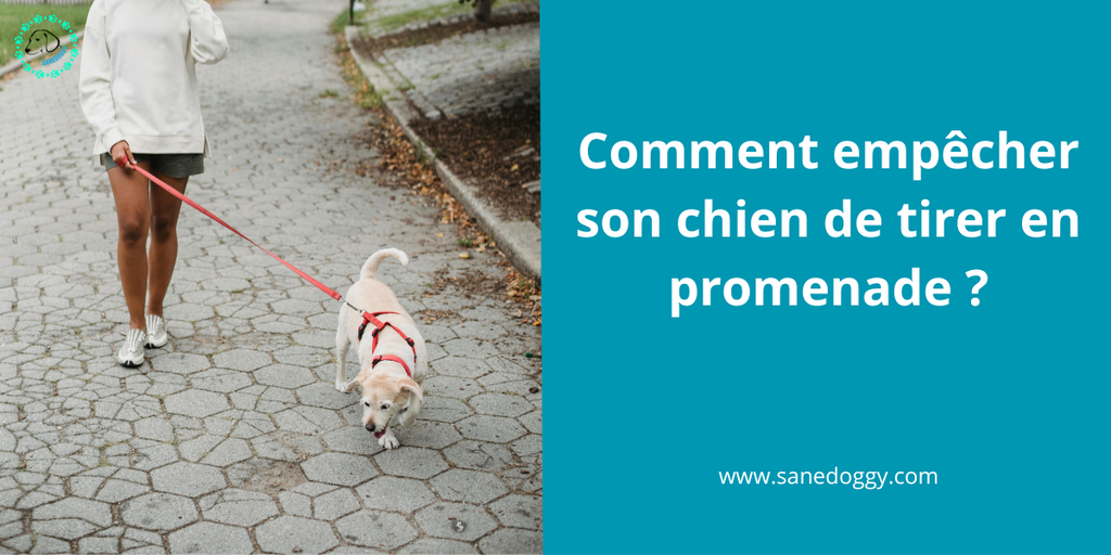 Comment empêcher votre chien de tirer en promenade ?