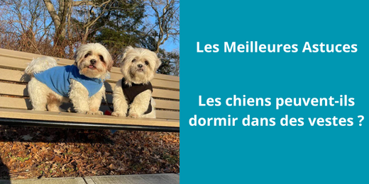 Les chiens peuvent-ils dormir dans des vestes ?