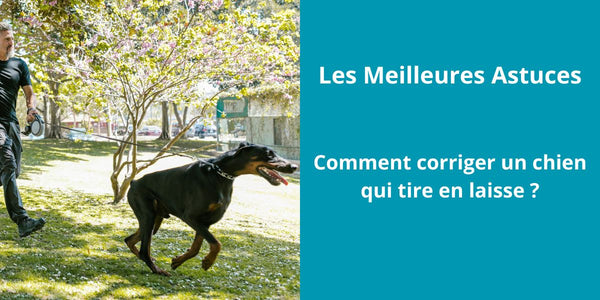 Comment corriger un chien qui tire en laisse ?