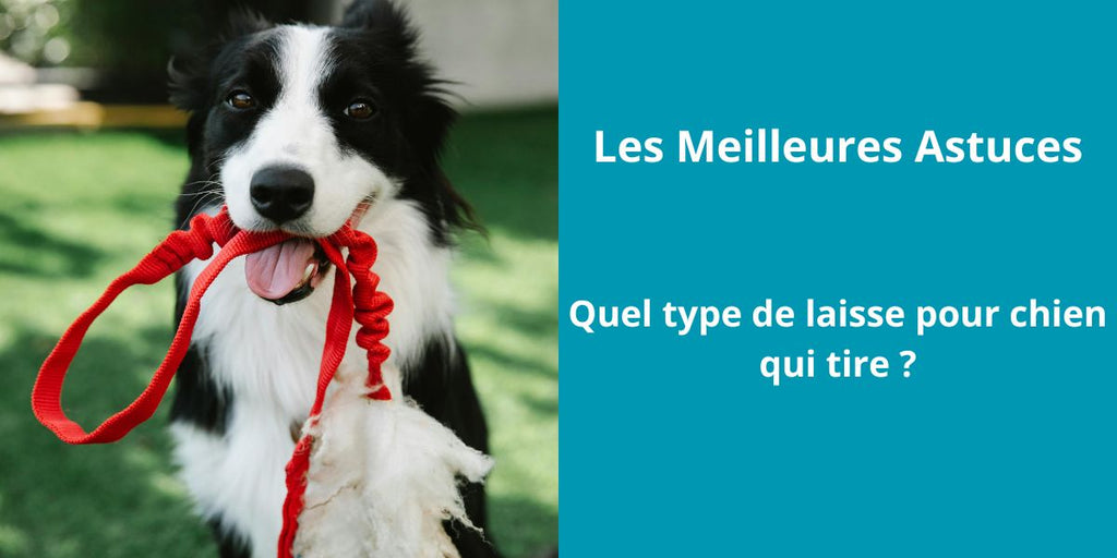 Quel type de laisse pour chien qui tire ?