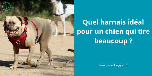 Quel harnais idéal pour un chien qui tire beaucoup?