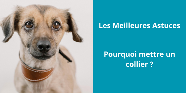 Pourquoi mettre un collier ?
