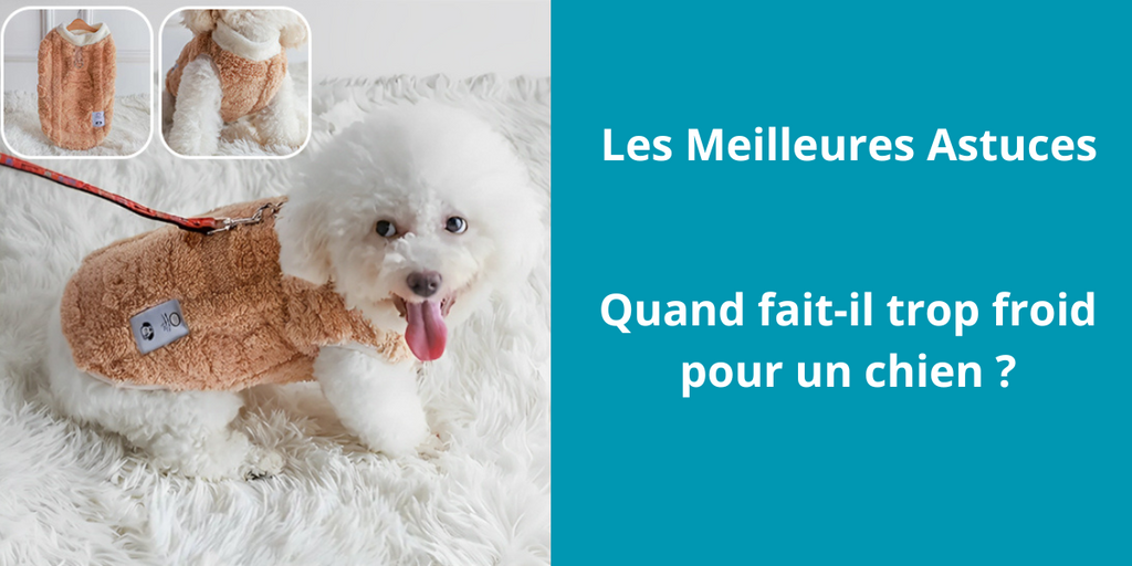 Quand fait-il trop froid pour un chien ?