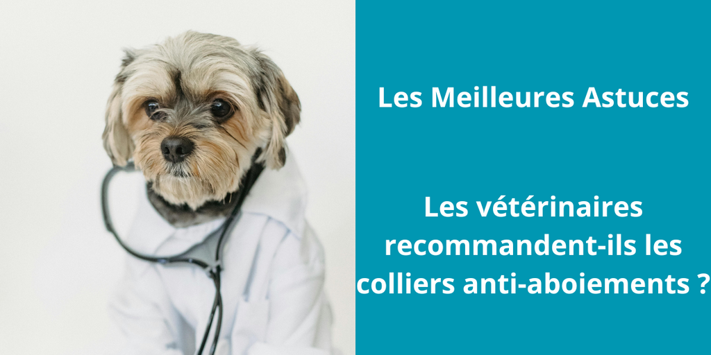Do vets recommend anti-bark collars?