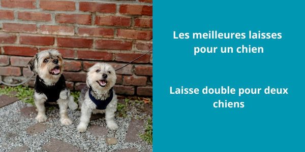 Laisse double pour deux chiens