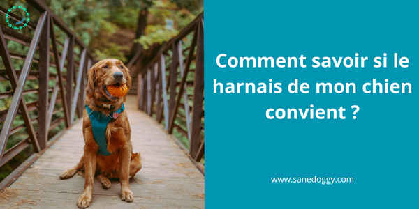 Comment savoir si le harnais de mon chien lui convient ?