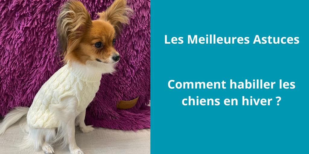 Comment habiller les chiens en hiver.