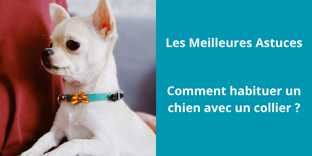How to get a dog used to a collar?