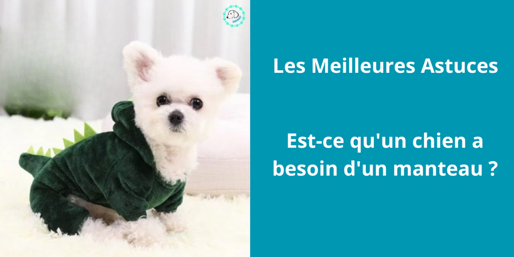 Est-ce qu'un chien a besoin d'un manteau ?