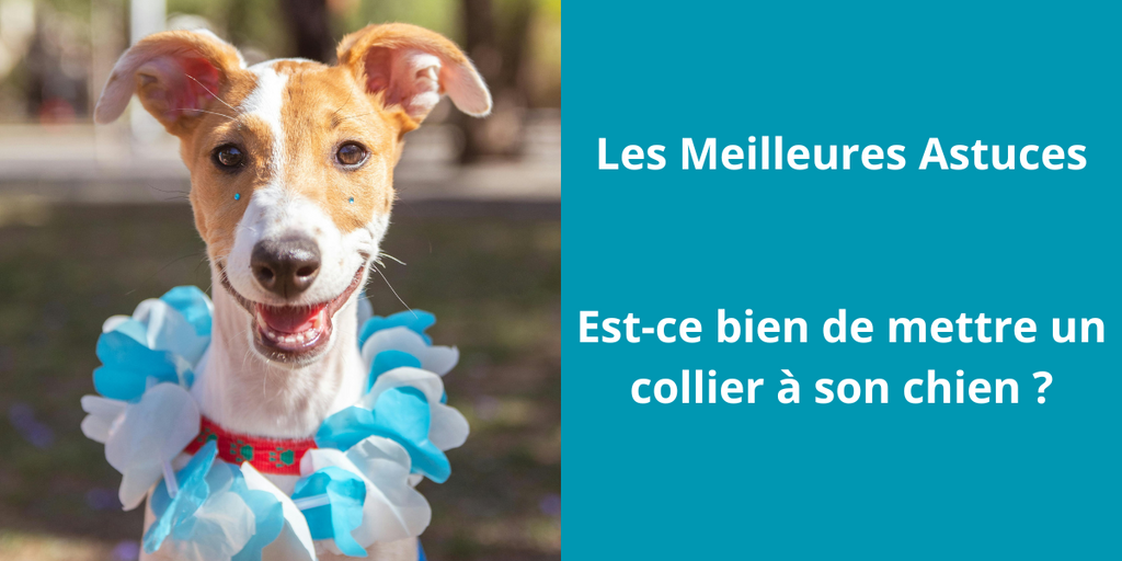 Est-ce bien de mettre un collier à son chien ?