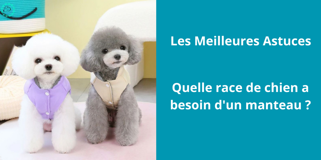 Quelle race de chien a besoin d’un manteau?