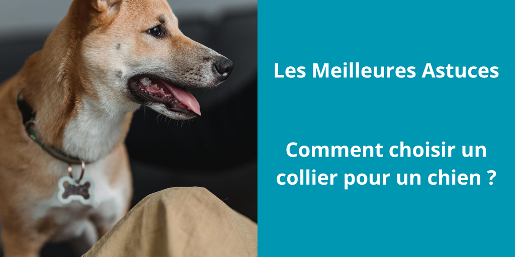 Comment choisir un collier pour un chien ?