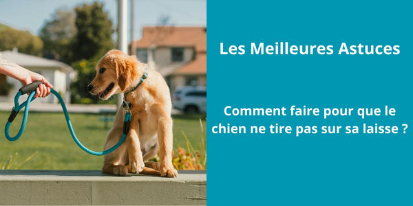 Comment faire pour que le chien ne tire pas sur sa laisse ?