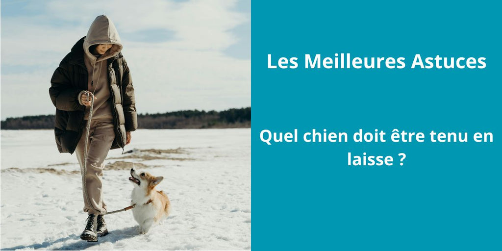 Quel chien doit être tenu en laisse ?