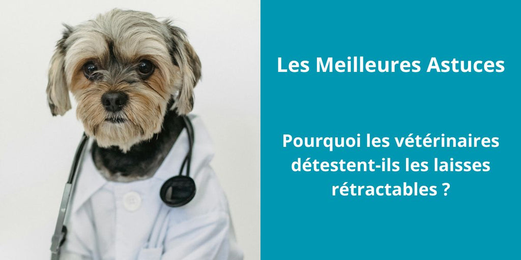 Pourquoi les vétérinaires détestent-ils les laisses rétractables ?