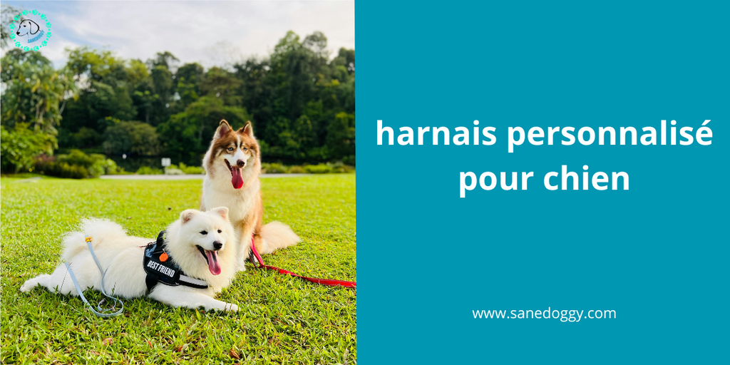 Les Harnais Personnalisés pour Chien