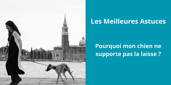 Pourquoi mon chien ne supporte pas la laisse ?