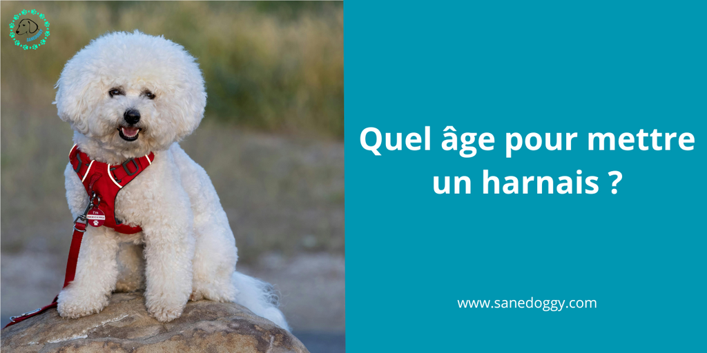 Quel âge pour mettre un harnais à votre chien ?