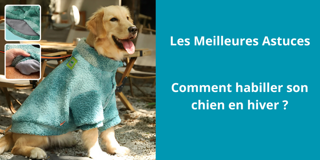 Comment habiller son chien en hiver ?