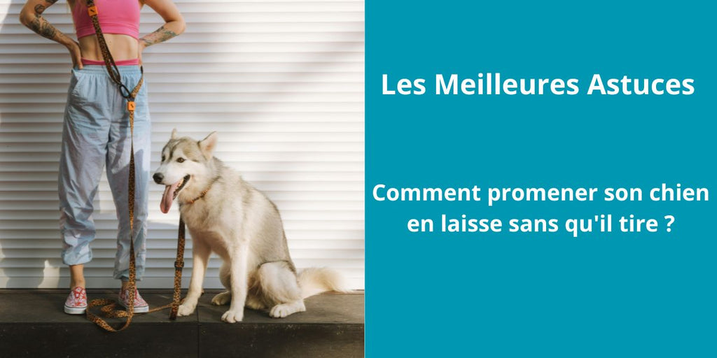 Comment promener son chien en laisse sans qu'il tire ?