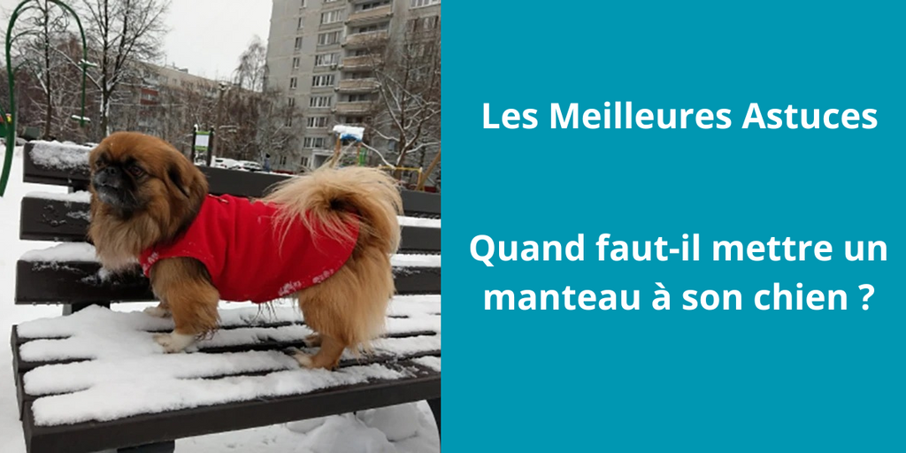 Quand faut-il mettre un manteau à son chien ?