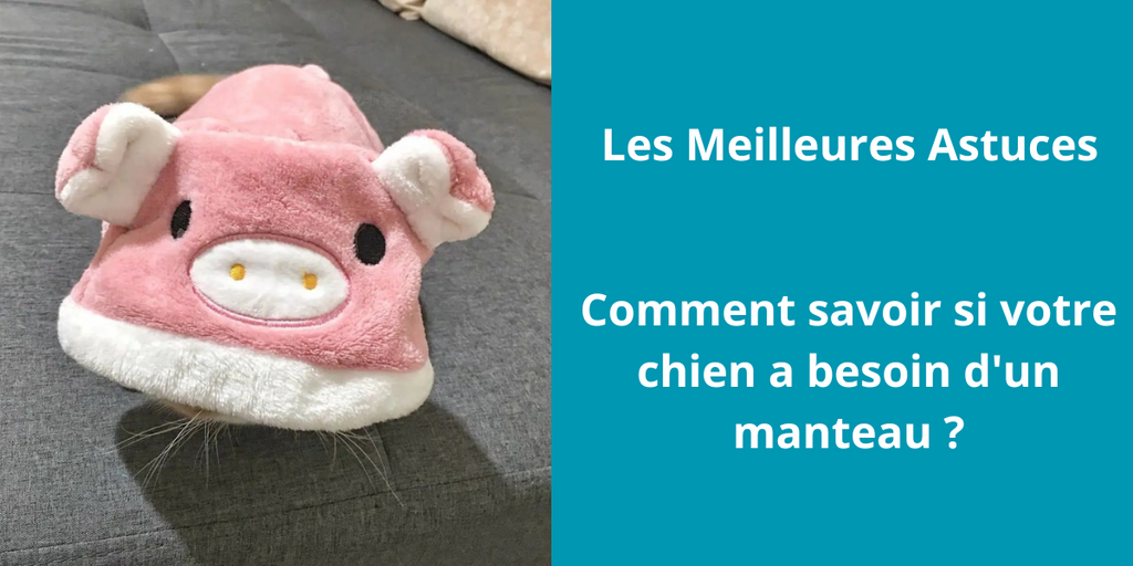 Comment savoir si votre chien a besoin d'un manteau ?