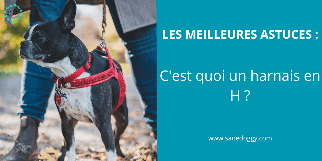 LES MEILLEURES ASTUCES : C'est quoi un harnais en H ? - SaneDoggy