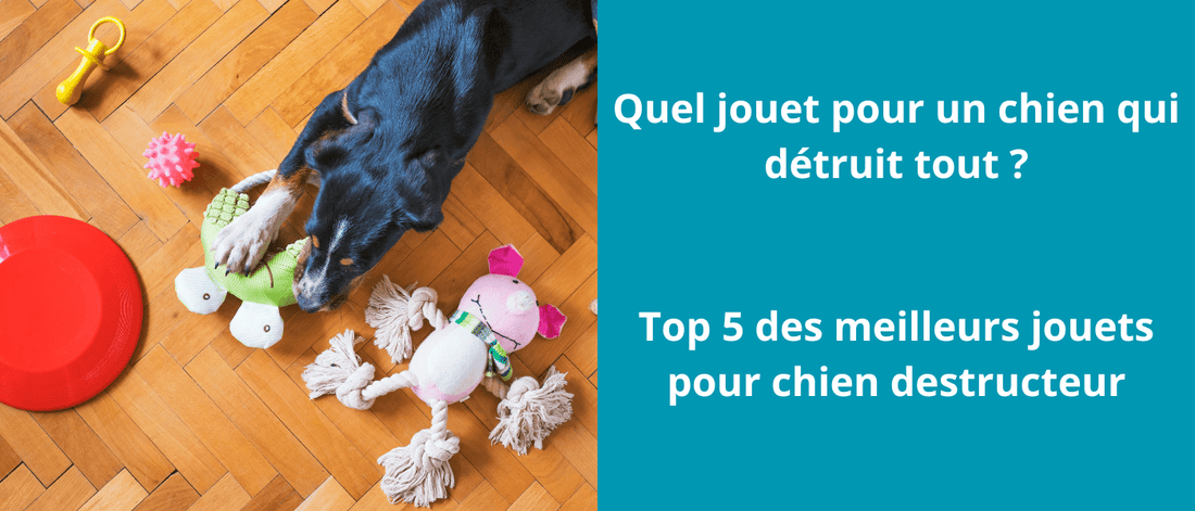 Quel jouet pour un chien qui détruit tout ? - SaneDoggy