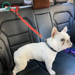  Ceinture-Chien-Voiture