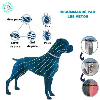 Collier Chien | Pucy™ - SaneDoggy