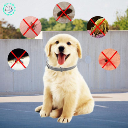 Collier Chien | Pucy™ - SaneDoggy
