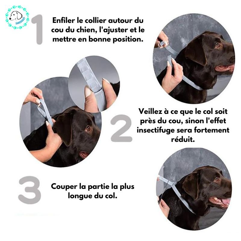 Collier Chien | Pucy™ - SaneDoggy