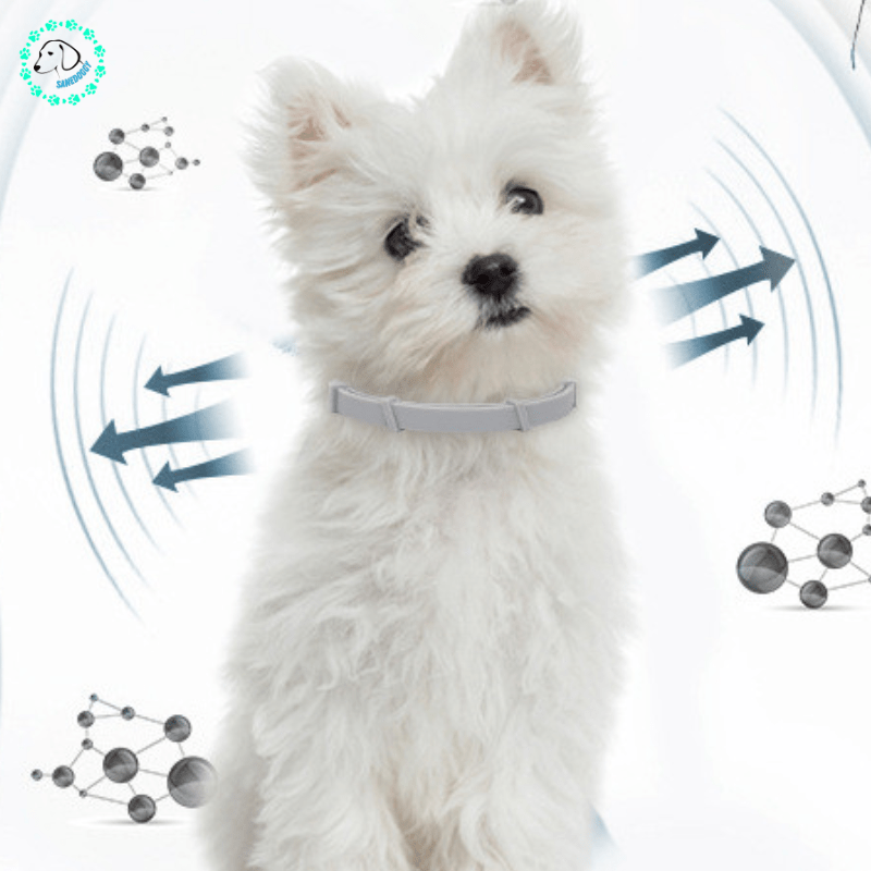 Collier Chien | Pucy™ - SaneDoggy