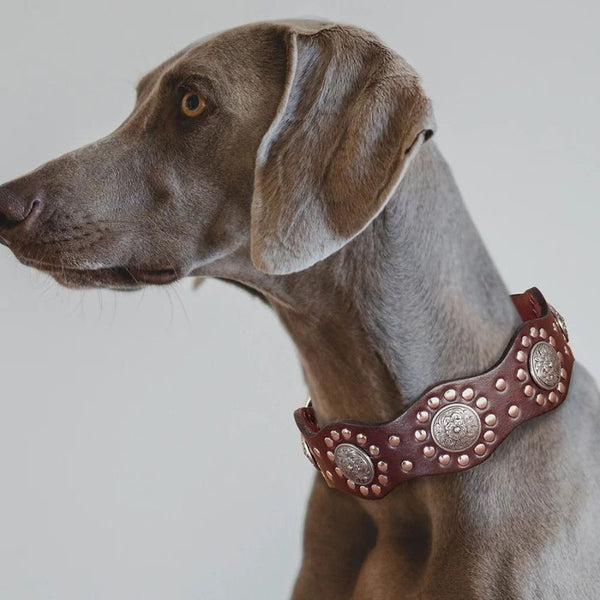 collier-chien