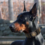 Collier-chien-grand-chien