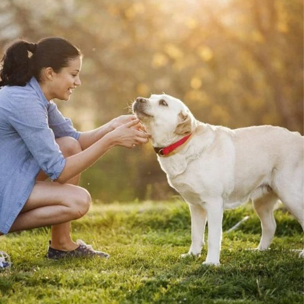 collier-GPS-chien