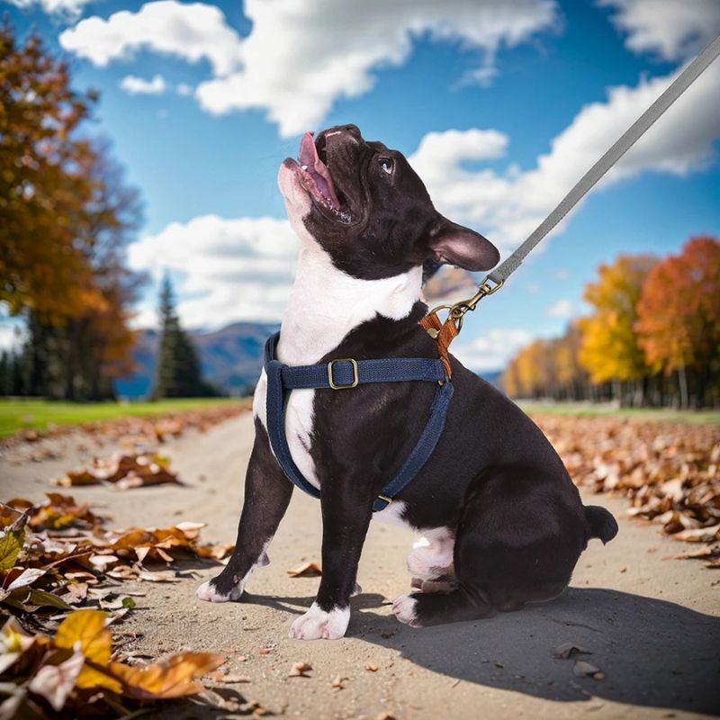 Harnais chien | Bella™ - SaneDoggy