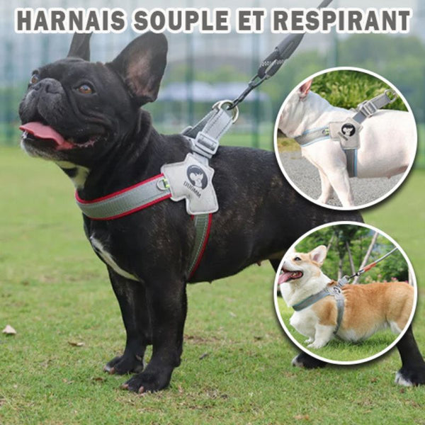 harnais-pour-chien-petit