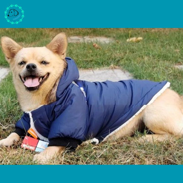 manteau-pour-chien-bleu