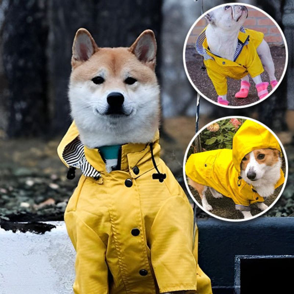 manteau-imperméable-pour-chien