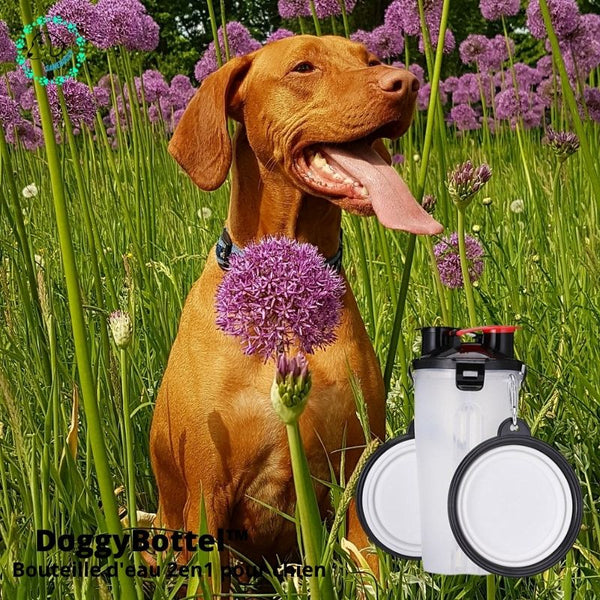DoggyBottel™ | Bouteille d'eau de voyage 2 en 1 pour chien.