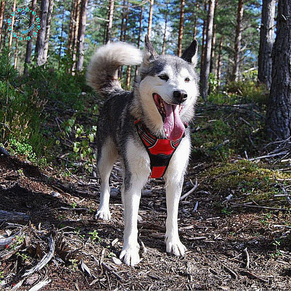 harnais-pour-chien-anti-traction-rouge