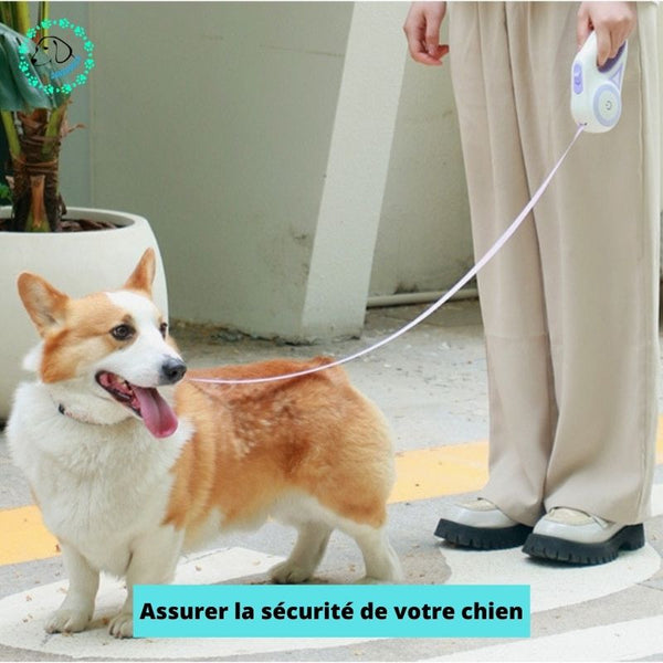 laisse-chien-la-sécurité