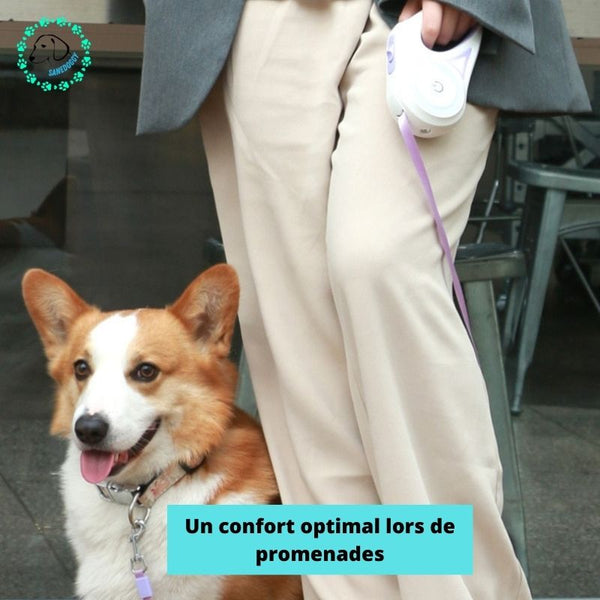 laisse-chien-confortable